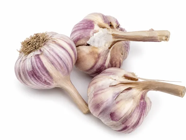 Սխտոր kg